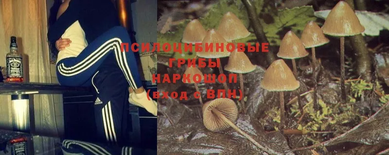 OMG сайт  Владимир  Псилоцибиновые грибы Psilocybe 